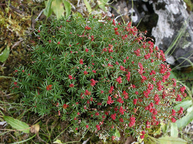 лечение поликистоза народными средствами